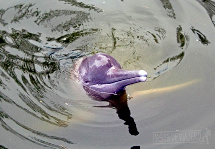 Delfín rosado Huayrurín del Centro turístico de Quistococha